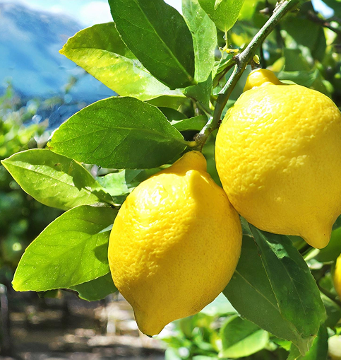 Citrus & Neroli