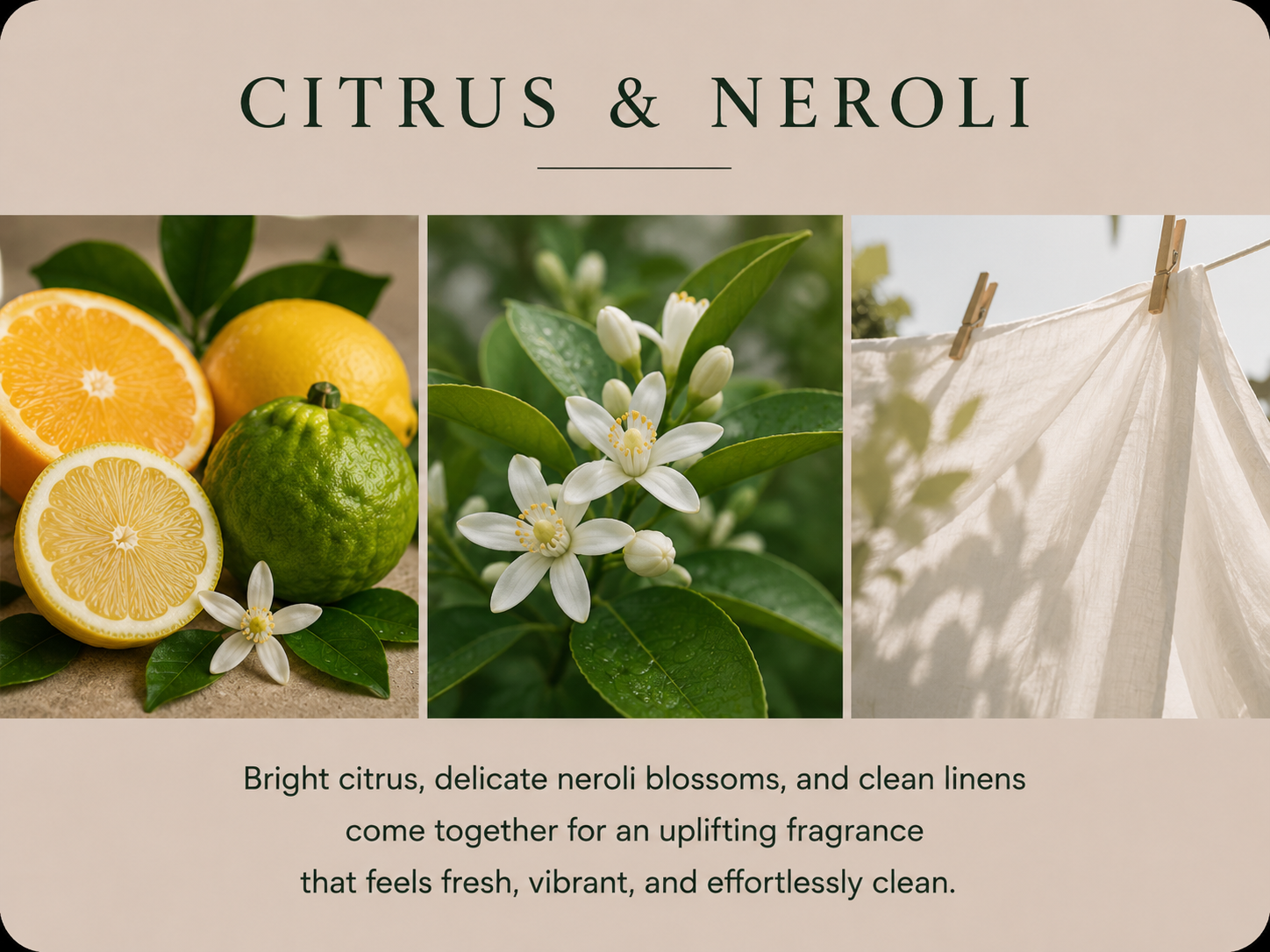 Reserve Collection | Citrus & Neroli