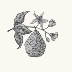 Bergamot & Patchouli