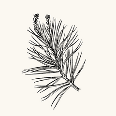 Santal & Cedar